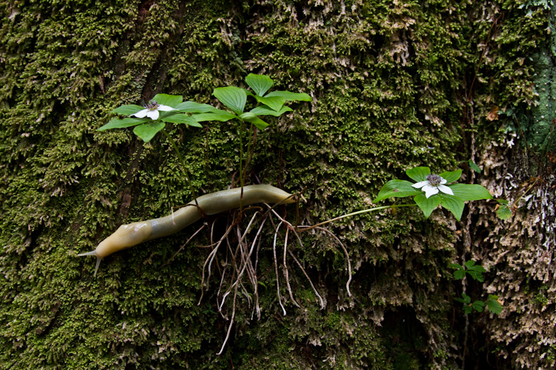 Bannana Slug and Bunchberry Blossoms On Tree Trunk